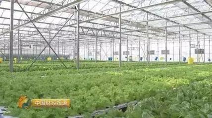 辞职外交官下乡种菜，他改良以色列大棚，出产蔬菜年产18季
