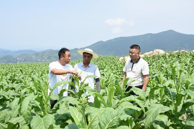 桐梓木瓜镇:昔日撂荒地 今日"致富田"